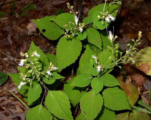 {Collinsonia tuberosa}